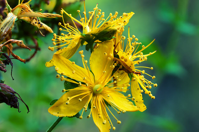 Hypericum Perforatum.